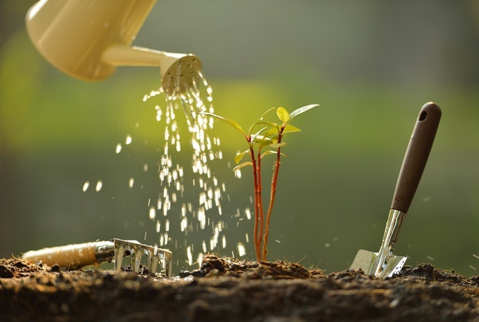 Lưu Ý: Đừng Tưới Quá Nhiều Nước!