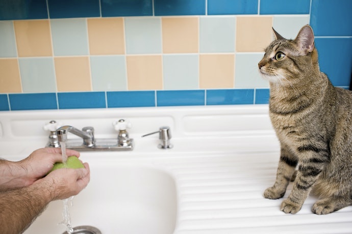 Nên Vệ Sinh Toilet Mèo Ra Sao, Theo Tần Suất Thế Nào?