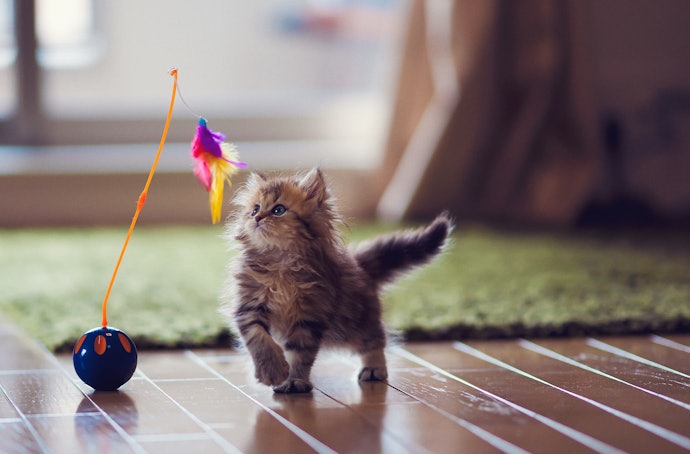 Tại Sao Mèo Cũng Cần Có Đồ Chơi?