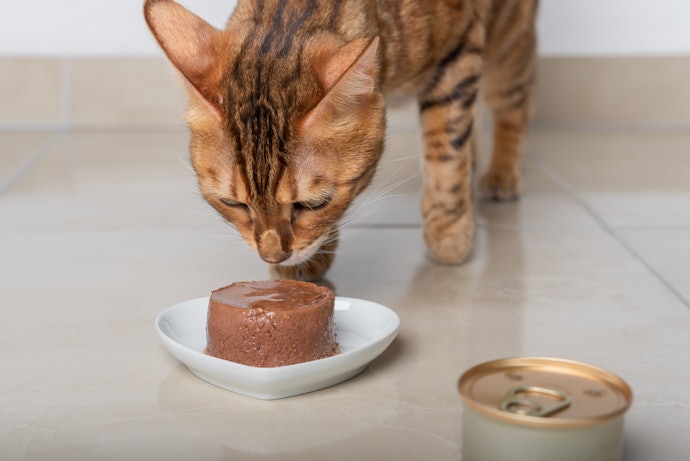 Pate Mèo - Thức Ăn Bổ Dưỡng, Dễ Ăn Và Tiêu Hóa Cho Mọi Chú Mèo