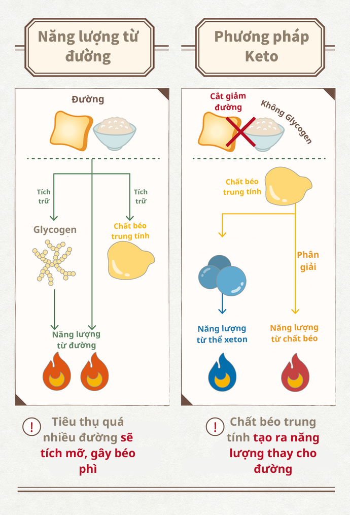 MCT Oil Đóng Vai Trò Gì Trong Chế Độ Ăn Ketogenic?