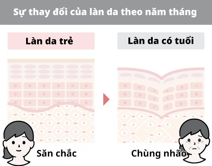 Quá Trình Lão Hóa Của Làn Da