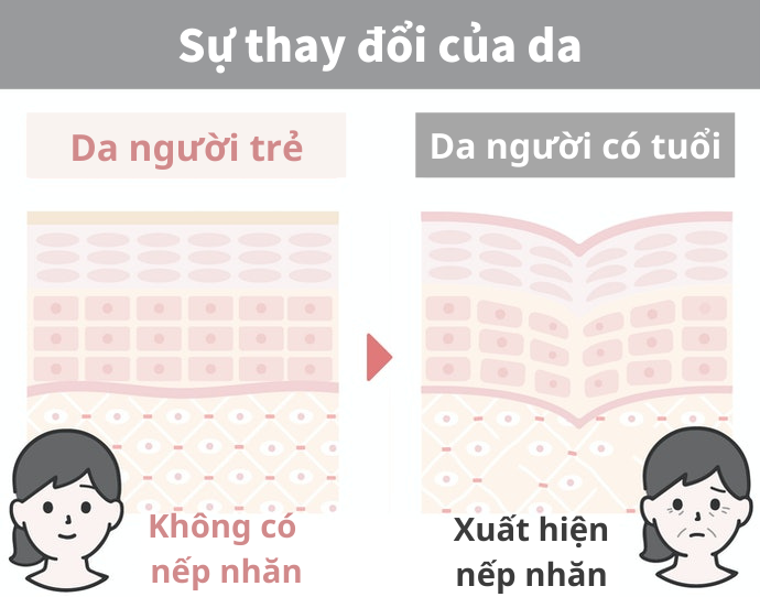 Nguyên Nhân Gây Lão Hóa Da Là Gì? Biện Pháp Hạn Chế Lão Hóa