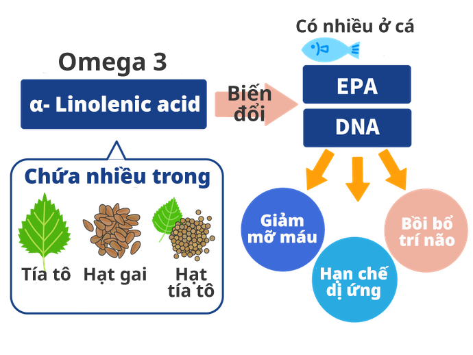 Dầu Hạt Lanh Có Tác Dụng Gì?