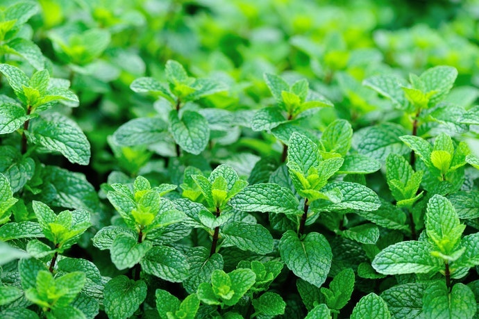 Có Các Loại Trà Bạc Hà Nào? Mint, Peppermint, Spearmint?