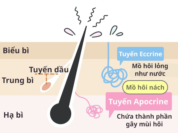 Nguyên Nhân Của Hiện Tượng Hôi Nách