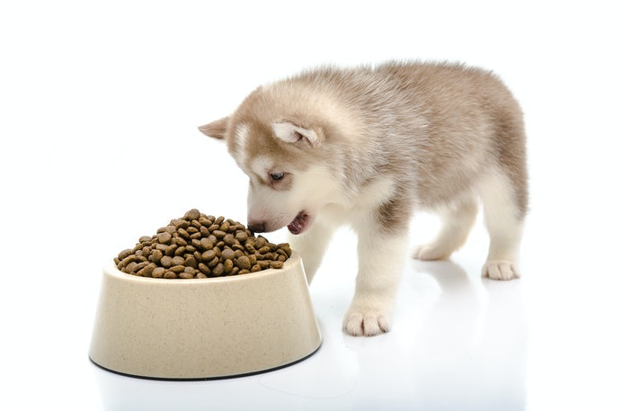 Đừng Quên Kiểm Tra Độ Cứng, Kích Thước Dễ Nhai, Đặc Biệt Là Với Các Dòng Chó Nhỏ