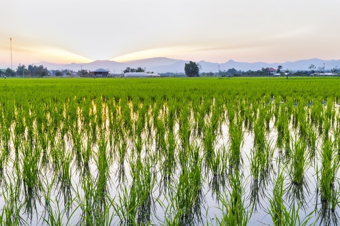 Kiểm Tra Xuất Xứ Gạo