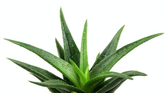 Nước Nha Đam Thuần Hay Nha Đam Vị Trái Cây, Trà Xanh