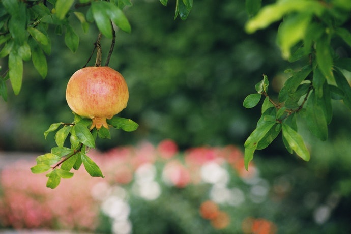 Ưu Tiên Chọn Sản Phẩm Organic