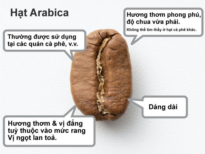 Arabica: Hoàn Hảo Giữa Vị Chua Và Hương Thơm, Dễ Thưởng Thức Nguyên Vị