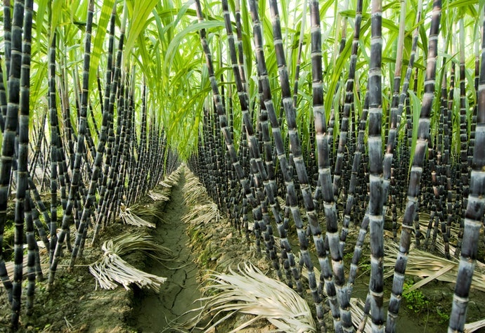 Đường Mía Hữu Cơ Cho Người Chuộng Các Sản Phẩm Từ Thiên Nhiên