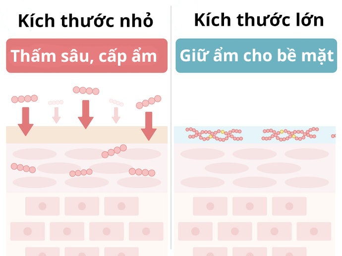 Collagen Có Kích Thước Nhỏ: Dễ Dàng Thấm Sâu