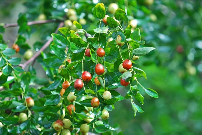 Kiểm Tra Xuất Xứ Táo Đỏ