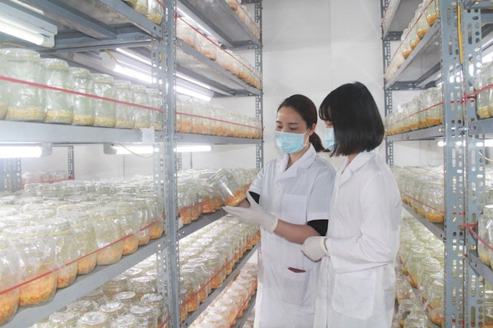 Chú Ý Xuất Xứ Của Đông Trùng Hạ Thảo