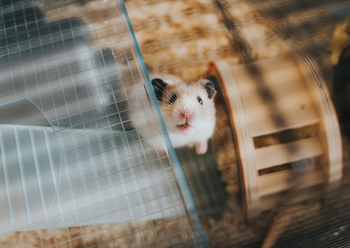 Mới Nuôi Hamster Lần Đầu: Chọn Loại Lồng Đơn Giản