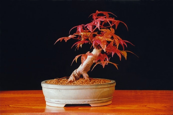 Chọn Chậu Bonsai Hoàn Chỉnh Hay Mua Riêng Cây Giống