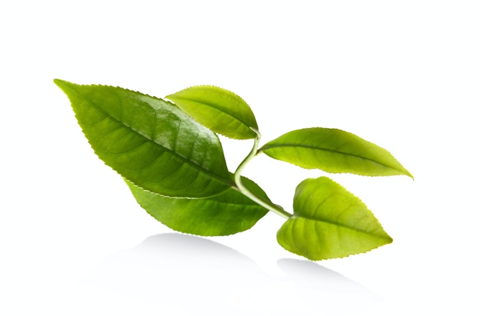 Lá Trà Mang Đến Hương Vị Khác Biệt: Đậm Vị Với Trà Đen, Olong. Lạ Miệng, Giảm Caffeine Chọn Hương Trà.