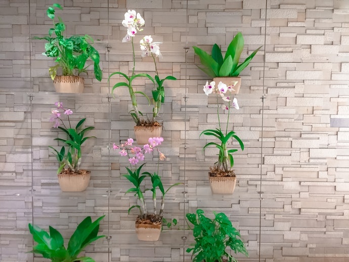 Chọn Kích Cỡ Chậu Phù Hợp Không Gian