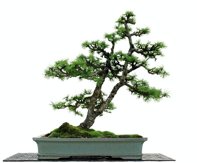 Các Loại Cây Cứng Cáp Dễ Trồng Cho Người Mới Bắt Đầu
