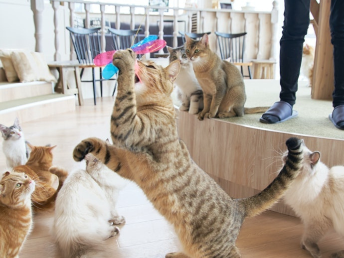 Đồ Chơi Dễ Gặm, Cắn, Có Âm Thanh Và Chuyển Động Kích Thích Sẽ Thu Hút Mèo Hơn, Mèo Chơi Lâu Chán