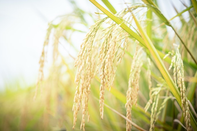 An Toàn Hơn Với Bún Gạo Hữu Cơ