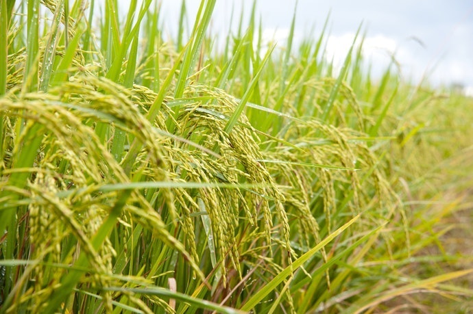 Chọn Trà Có Xuất Xứ Rõ Ràng, Đạt Tiêu Chuẩn Chất Lượng