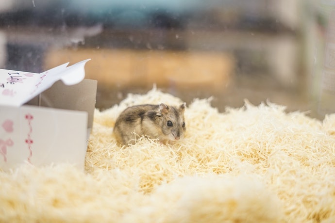 Nếu Có Thể Thì Hãy Mua Lồng Hamster Size Lớn
