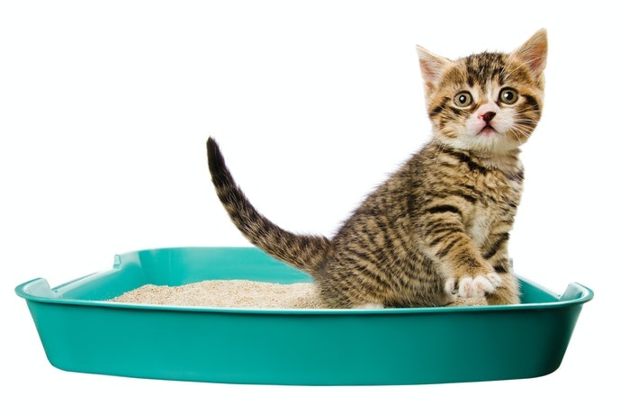 Chọn Loại Có Giá Vừa Phải Để Dễ Duy Trì Sử Dụng Lâu Dài