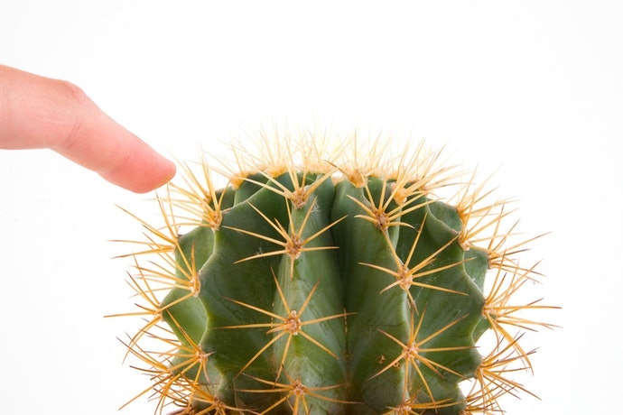 Loại Cây Có Gai Cứng
