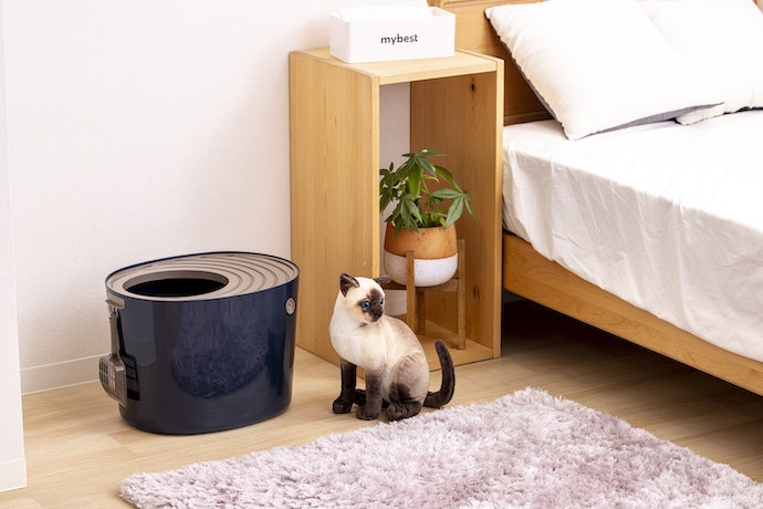 Toilet Kín: Hạn Chế Mùi Hôi Và Cát Văng Với Những Chú Mèo Hiếu Động