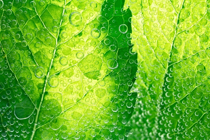 Kẹo Bạc Hà Tránh Khô Miệng