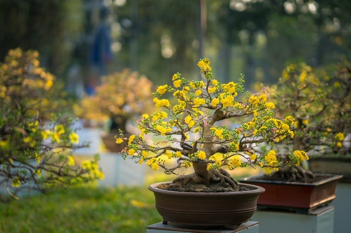Bonsai Ra Hoa Trang Trí Thẩm Mỹ Và Tạo Hương Thơm