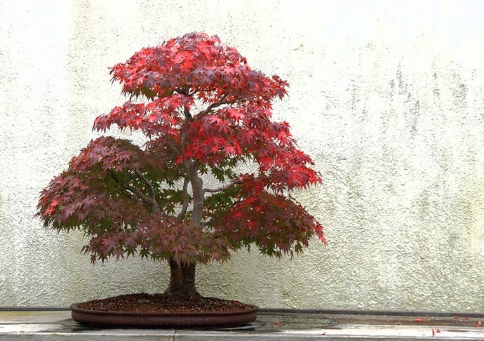 Cây Cảnh Lá Dễ Trồng, Có Loại Thay Đổi Lá Theo Mùa