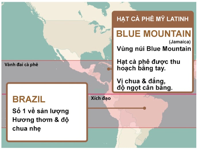 Châu Mỹ Latinh: Cân Bằng Giữa Độ Chua & Vị Đắng, Phù Hợp Cho Người Vừa Bắt Đầu