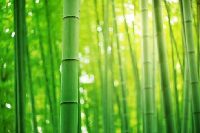 Bột Giấy Phi Gỗ: Bảo Vệ Môi Trường