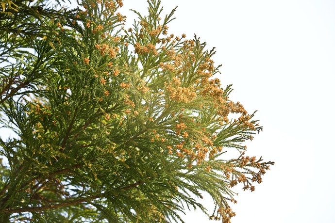 Thành Phần Kháng Histamine Ngăn Ngừa Dị Ứng