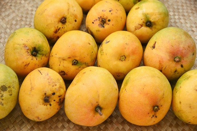 Alphonso: Vua Của Các Giống Xoài
