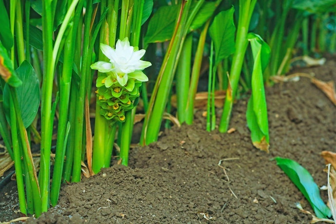Nghệ Vàng: Hàm Lượng Curcumin Và Dinh Dưỡng Cao