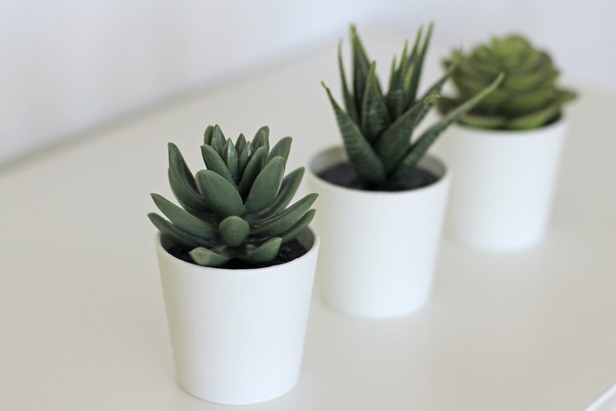 Khoảng Cách Giữa Các Lá