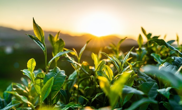 Thành Phần Organic - Dịu Nhẹ Với Làn Da