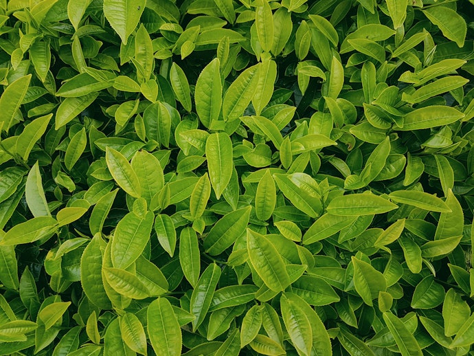 Kẹo Chứa Axit Lactic, Polyphenol, Xylitol, Baking Soda, Kẽm Gluconat Giúp Ngăn Ngừa Hôi Miệng Và Bảo Vệ Răng Miệng