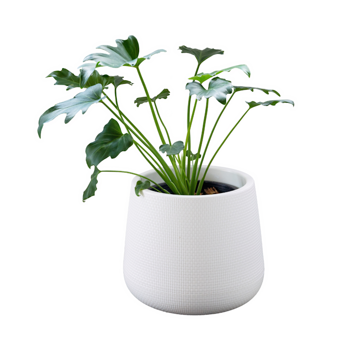 Chậu Nông: Phù Hợp Rễ Cây Nhỏ