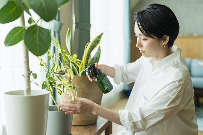 Dùng Bình Xịt Để Tưới Cây: Kiểm Tra Độ Mịn Hạt Sương