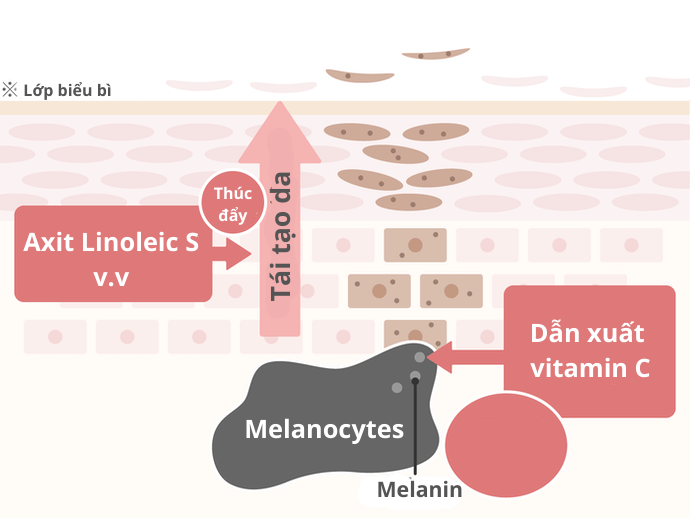Thành Phần Có Tác Dụng Giảm Sắc Tố Melanin Đã Được Hình Thành
