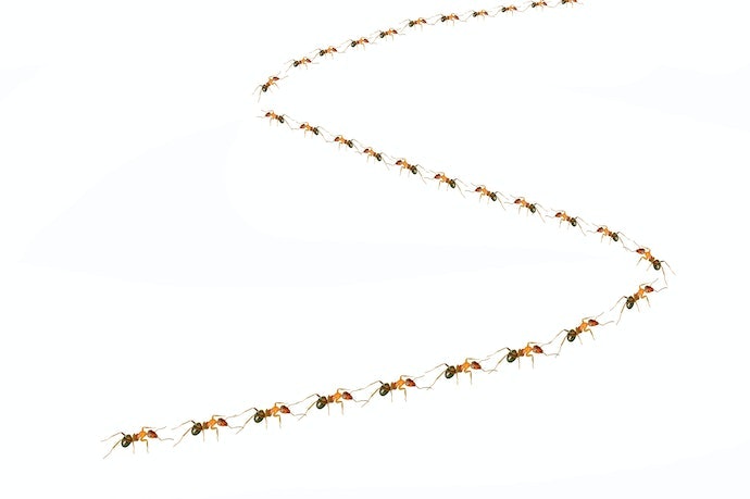 Loại Mồi Nhử: Phù Hợp Nếu Không Xác Định Được Vị Trí Tổ Kiến
