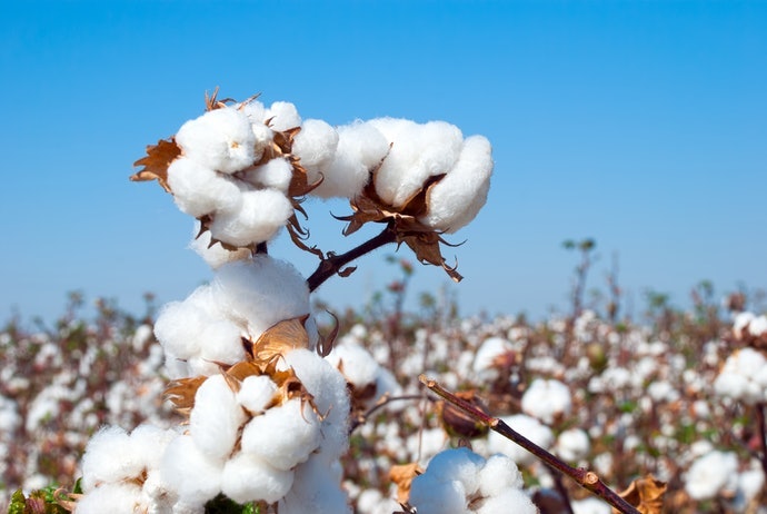 Bột Giấy Cotton: Chất Lượng Cao Cấp