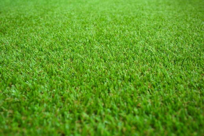 Chọn Mật Độ Cỏ Dày, Khó Hư Hại