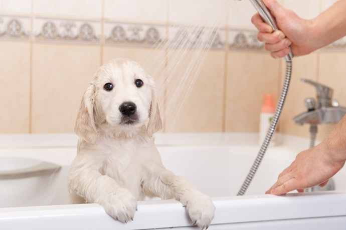 Loại Sulfat Chiết Xuất Từ Dầu Khí - Tránh Dùng Với Cún Có Vấn Đề Về Da