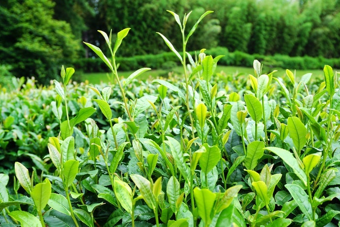 Sử Dụng Bột Matcha Làm Quà Tặng: Lưu Ý Kĩ Về Thương Hiệu, Xuất Xứ